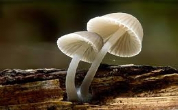 Chỉ làm công việc của mình